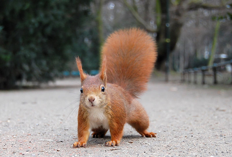 red_squirrel-ray_eye.jpg
